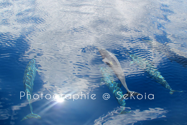 Dauphins ile Maurice