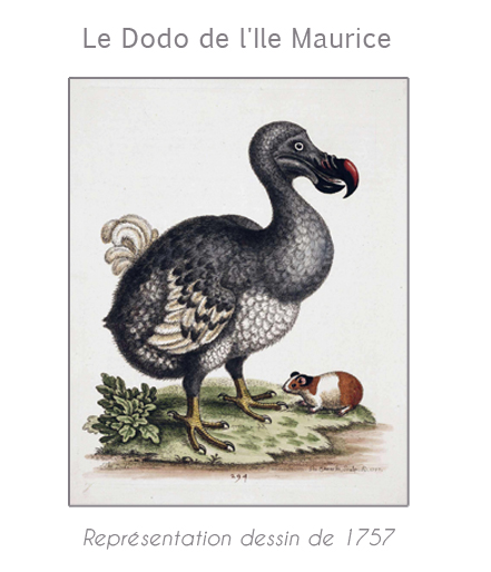 dodo-ile-maurice-10