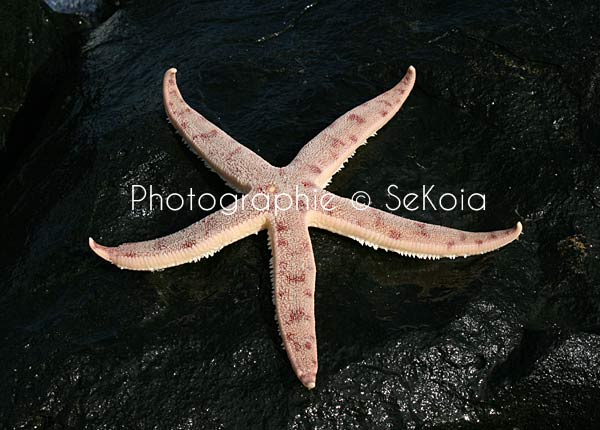 Etoile de mer océan Indien