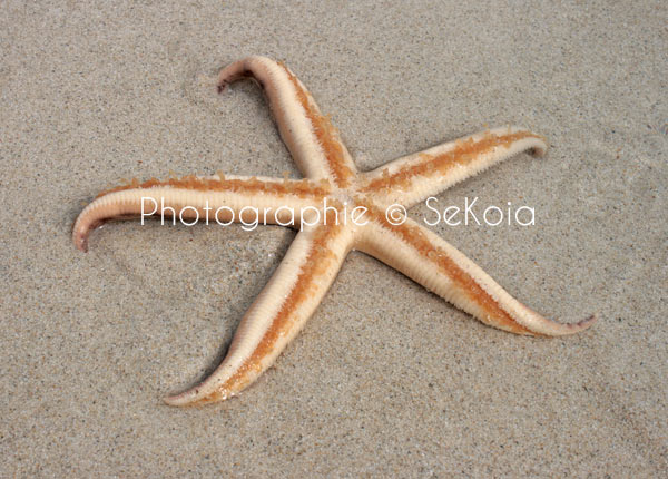 Etoile de mer océan Indien