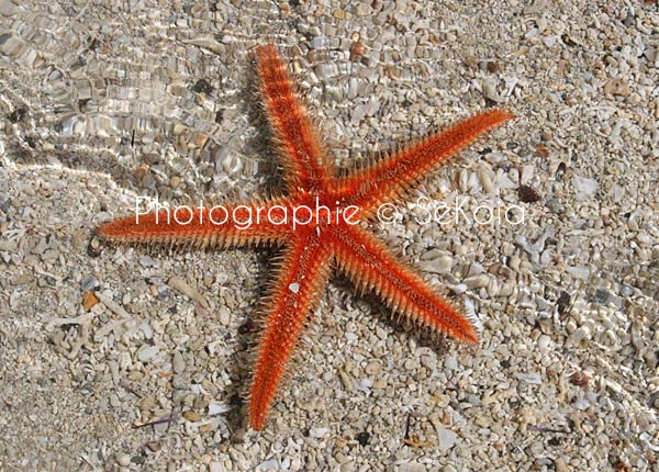 Etoile de mer océan Indien