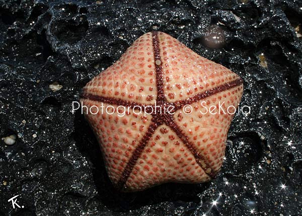 Etoile de mer océan Indien