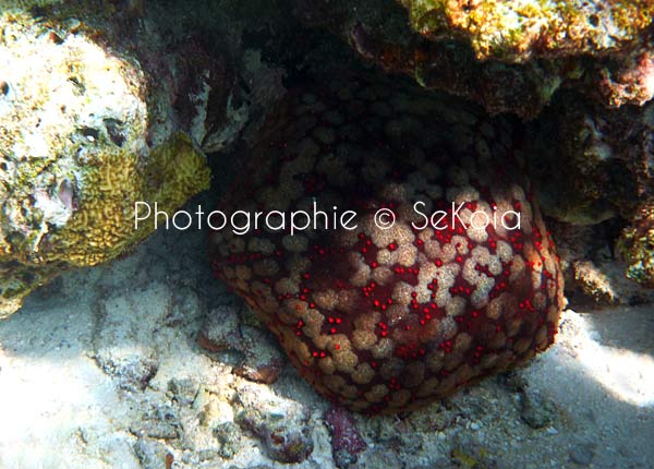 Etoile de mer océan Indien