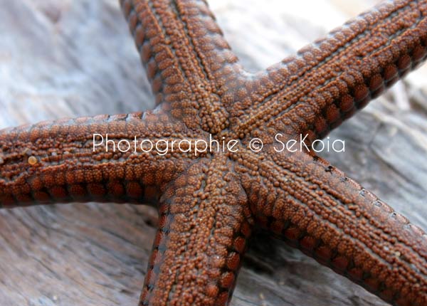 Etoile de mer océan Indien