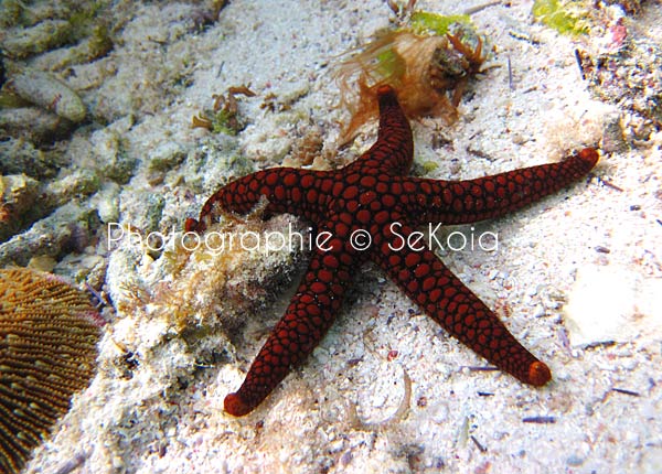 Etoile de mer océan Indien