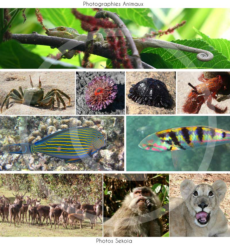 Photos faune océan Indien