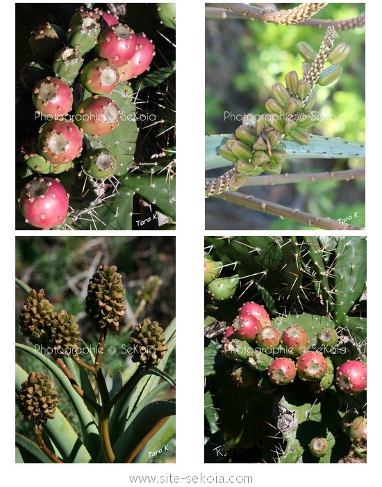 Cactus fruits