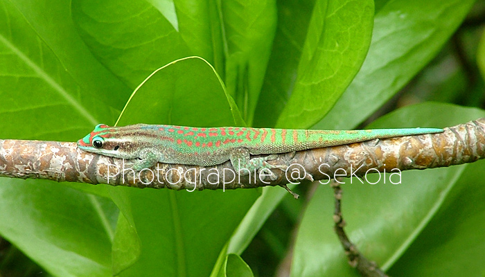 Gecko ile maurice