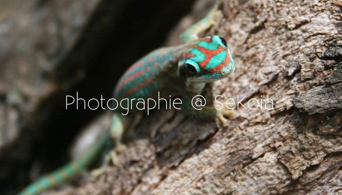 gecko-ile-maurice-002