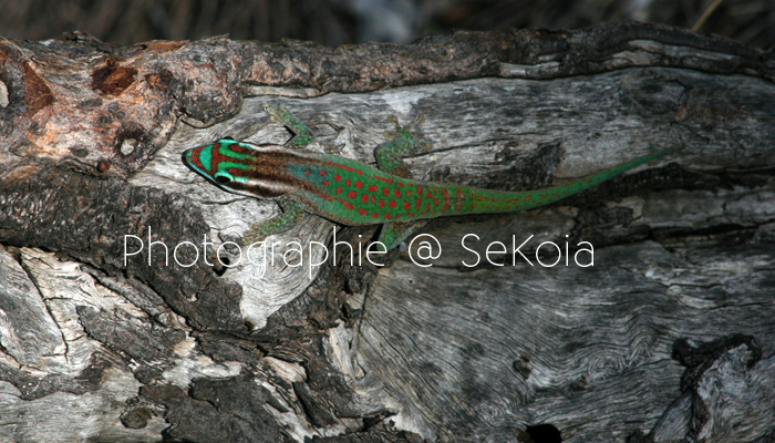 Gecko ile maurice