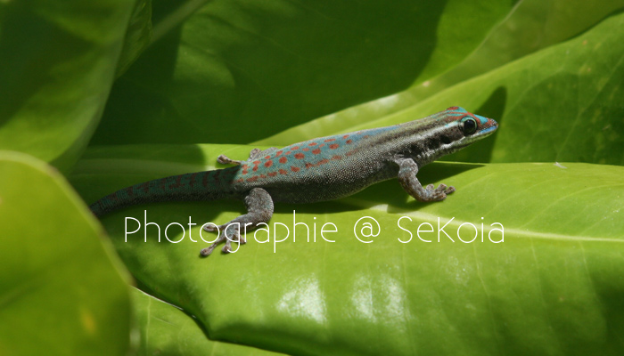 Gecko ile Maurice