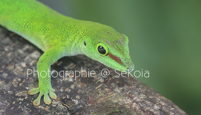 Gecko vert Madagascar