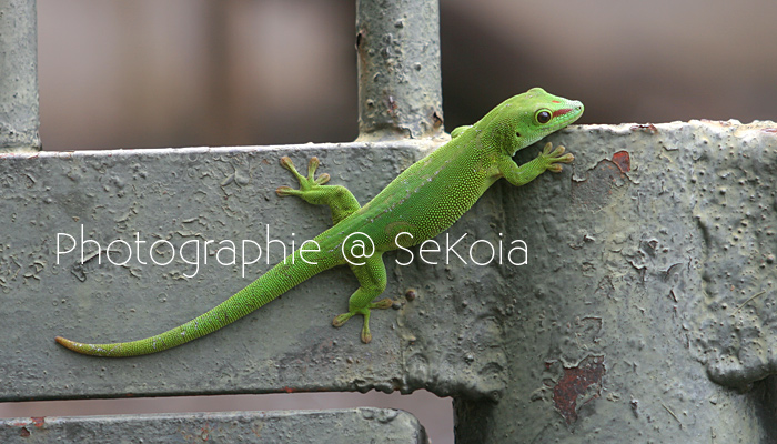 Gecko vert Madagascar