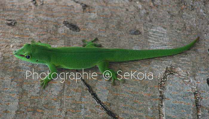 Gecko vert Madagascar