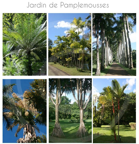 jardin-pamplemousse-ile-maurice-22