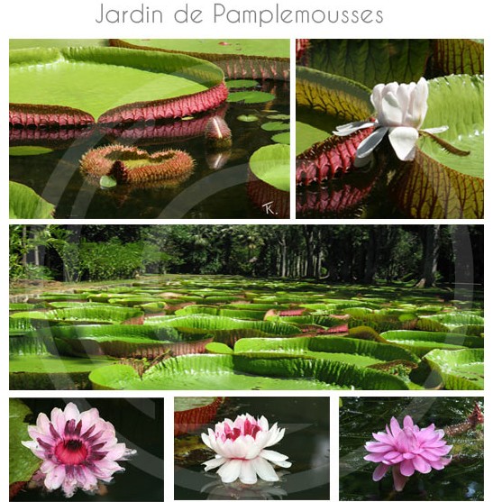 jardin-pamplemousse-ile-maurice-23