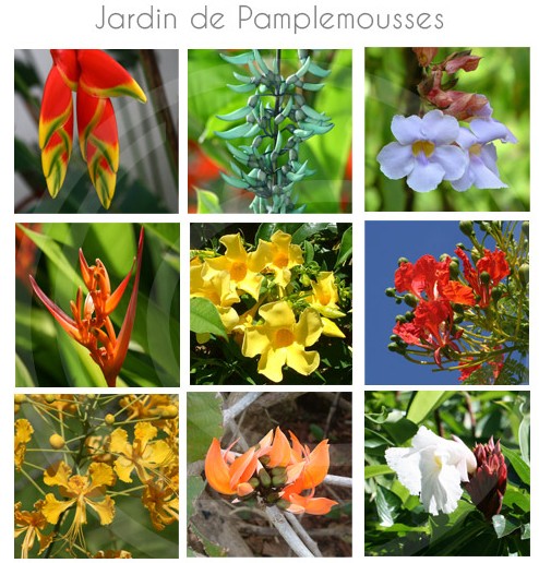 jardin-pamplemousse-ile-maurice-24