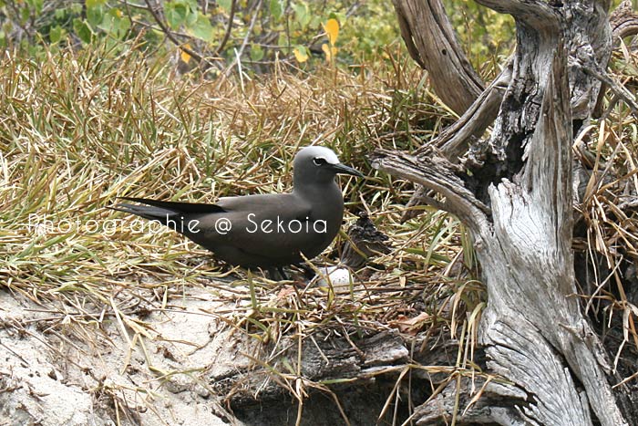 oiseaux-ile-rodrigues-01