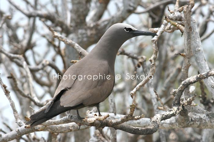 oiseaux-ile-rodrigues-02