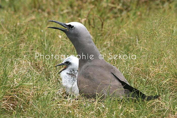 oiseaux-ile-rodrigues-04