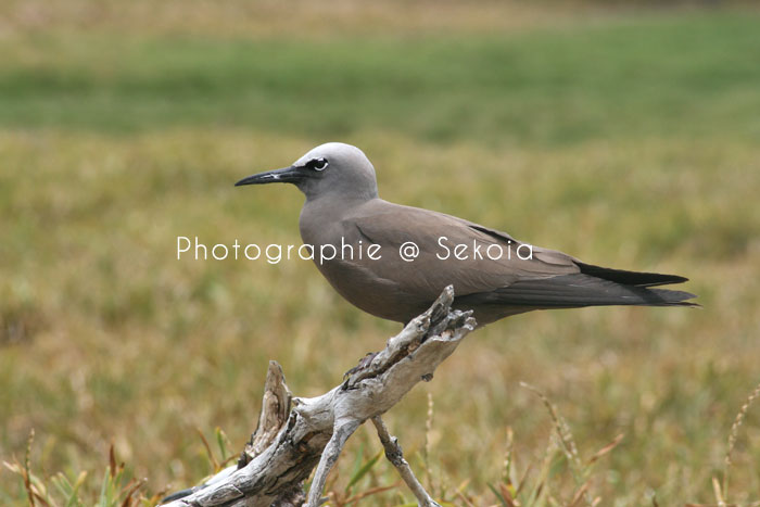 oiseaux-ile-rodrigues