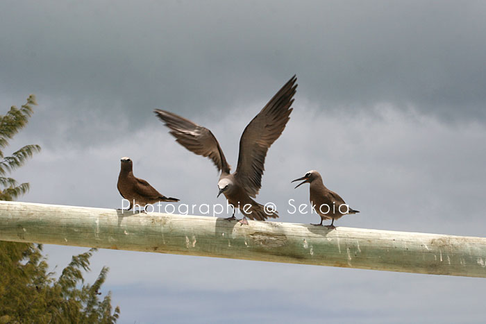 oiseaux-ile-rodrigues-08