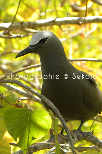 oiseaux-ile-rodrigues-09