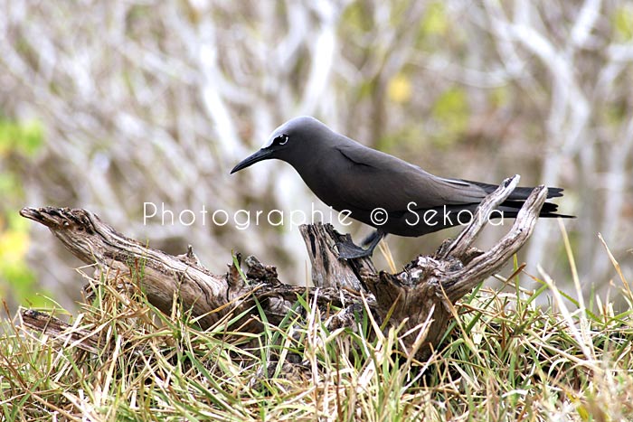 oiseaux-ile-rodrigues-10