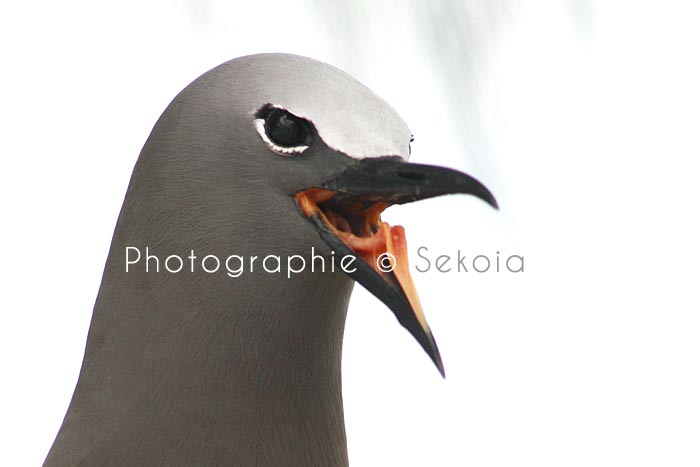 oiseaux-ile-rodrigues-11