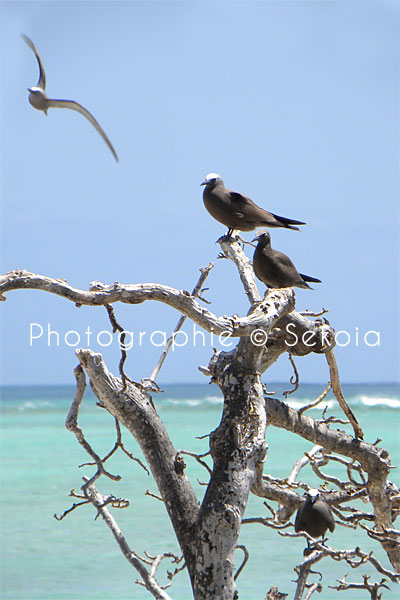 oiseaux-ile-rodrigues-12