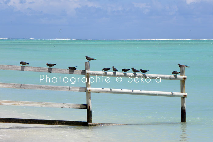 oiseaux-ile-rodrigues-14