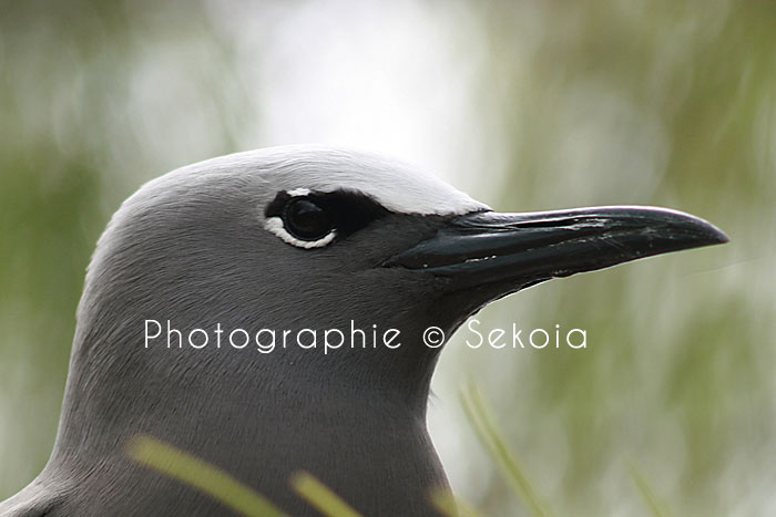 oiseaux-ile-rodrigues-15