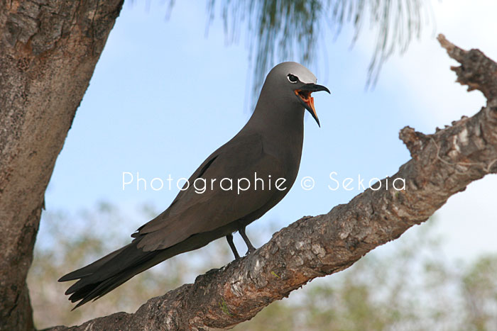 oiseaux-ile-rodrigues-16