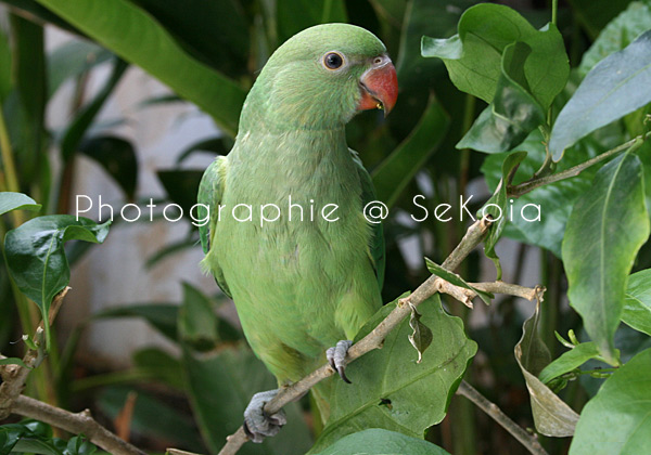 Cateau verte