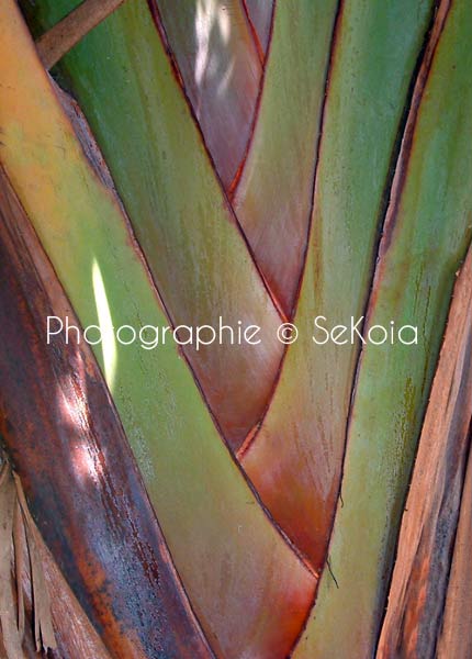 photo-nature-originale