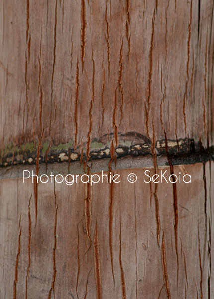 Photo nature tableau déco