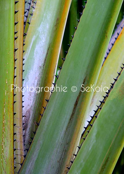 Photo nature tableau déco012