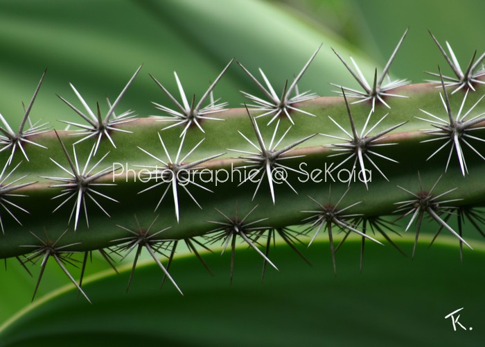 photos-cactus-sekoia