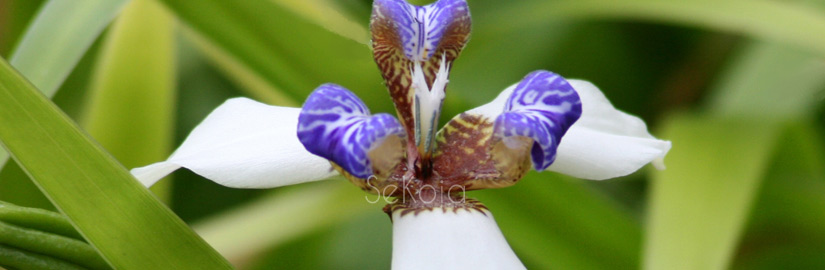 Flore océan Indien