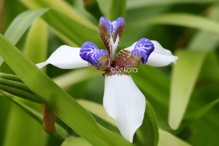 Flore océan Indien