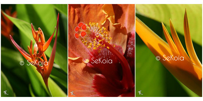 photos-sekoia-fleurs-007