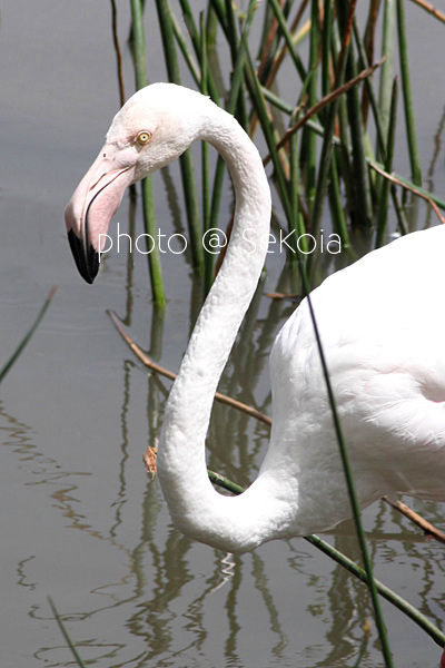 Flamant rose