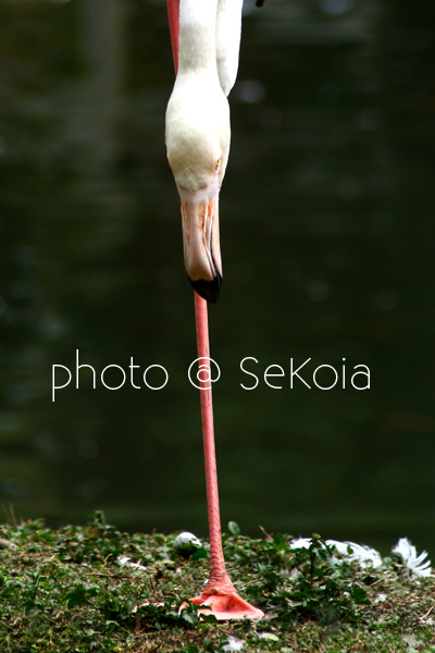 Flamant rose