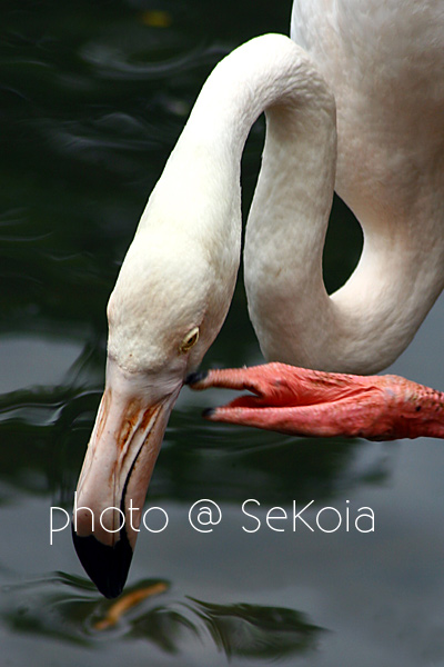 Flamant rose