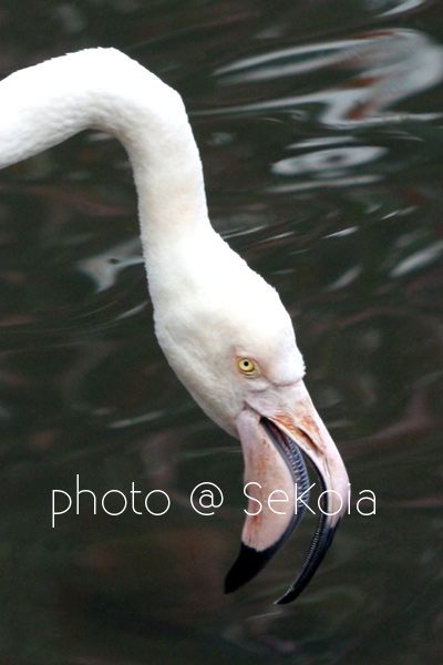 Flamants roses - sekoia