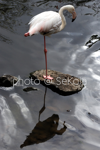 Flamant rose