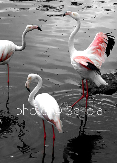 Flamant rose