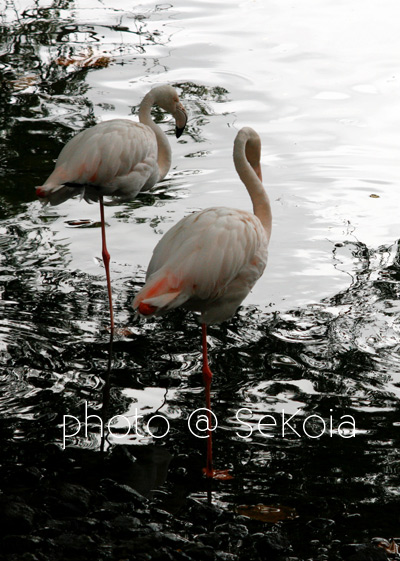 Flamant rose