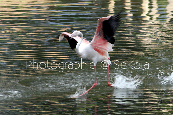 Flamant rose