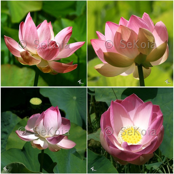 sekoia-fleur-Lotus-rose